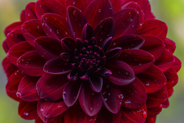 Dahlia macro,colorful background