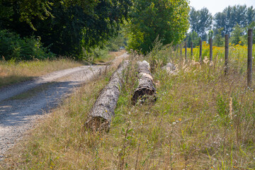 Old sawn-off logs next to a dirt road and fence - obrazy, fototapety, plakaty
