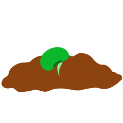 seed growth mung bean