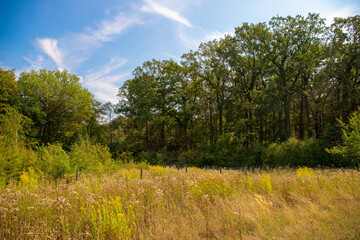 Panorama of a forest with a tree in the foreground