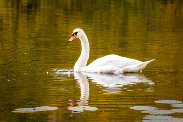 Fototapeta premium Swan on pond with fall foliage reflections, Branford, Connecticut.