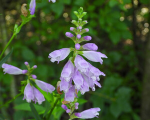 Physostegia virginiana (Obedient Plant) Native North American Wildflower