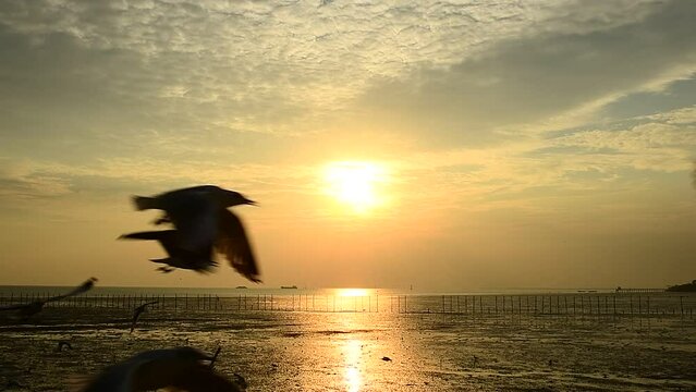 Landscape of sunset in the evening with silhouette of Seagulls flying back to their nest.