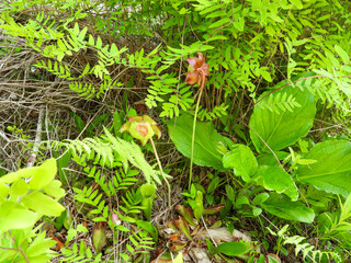 Sarracenia purpurea (Purple Pitcher Plant) Native North American Wetland Wildflower