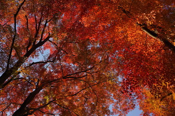 秋の空に映える紅葉