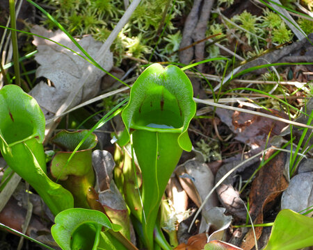 Sarracenia purpurea (Purple Pitcher Plant) Native North American Wetland Wildflower