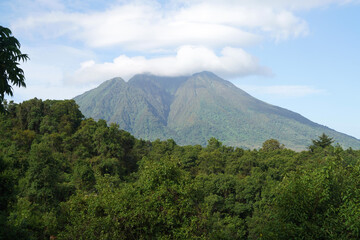 Fototapeta premium A la découverte des Cercopithèques dorés dans le parc national de Virunga en Ouganda