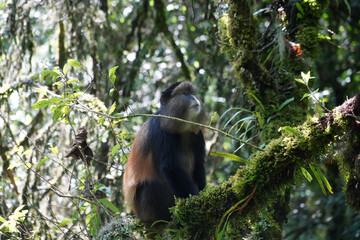 A la découverte des Cercopithèques dorés dans le parc national de Virunga en Ouganda