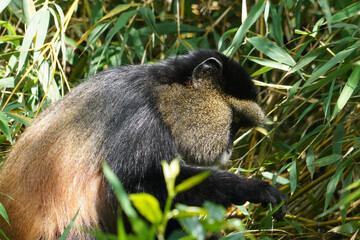 A la découverte des Cercopithèques dorés dans le parc national de Virunga en Ouganda