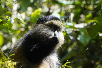 Obraz premium A la découverte des Cercopithèques dorés dans le parc national de Virunga en Ouganda