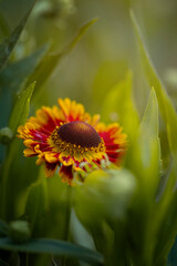Letni kwiat Dzielżan (Helenium), żółte i pomarańczowe płatki rośliny © anettastar