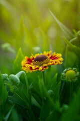 Letni kwiat Dzielżan (Helenium), żółte i pomarańczowe płatki rośliny