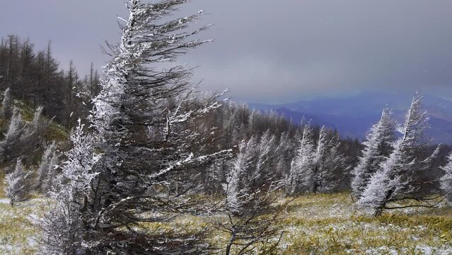 長野県　美ヶ原の雪景色