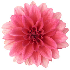 pink dahlia flower isolated on white background, close-up cut out of beautiful single daisy-like flower head, taken straight from above 