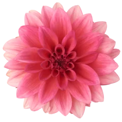 Foto op Plexiglas pink dahlia flower isolated on white background, close-up cut out of beautiful single daisy-like flower head, taken straight from above  © Shamil