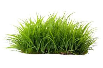 Papier Peint photo Herbe Isolated green grass on a white background