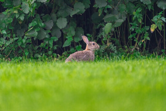Ein Hase sitztvor einer Hecke im grünen Gras