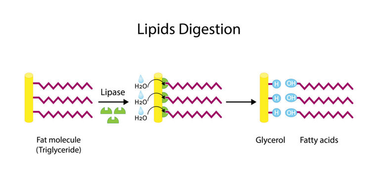 Lipid Digestion. Fat Molecule, triglyceride, Lipase enzyme catalyzes the hydrolysis of fats to Fatty Acids And Glycerol. Colorful scientific diagram. Vector Illustration.