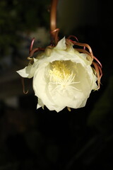 Epiphyllum Orchid Cactus 'Queen of the Night, Lady of the Night halfway open blossom