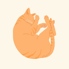 Cute ginger color cat sleeping view from above. Kitty asleep relaxing and hiding its nose between paws. Flat vector illustration isolated. Cosy pet image. - 641785047