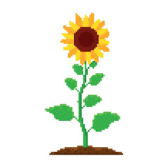 Sunflower yellow floweron a green stem with leaves, pixel art icon, isolated vector illustration. Game assets 8-bit. Design stickers, mobile app, embroidery.
