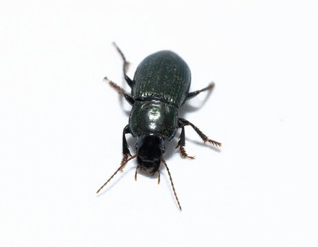 Bugs Insects Closeup harpalus affinis, green ground beetles isolated on white background moving