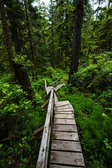 Obraz premium Rainforest Trail in the Pacific Rim National Park, Vancouver Island