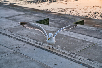 Gulls are quite vocal birds, which is often compounded by their social behavior.