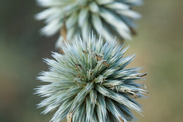 Primer plano de cardo de la planta Echinops sphaerocephalus, Alcoi, España