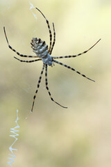 Araña Argiope lobata con bokeh esperando a su presa con paciencia, Alcoi, España