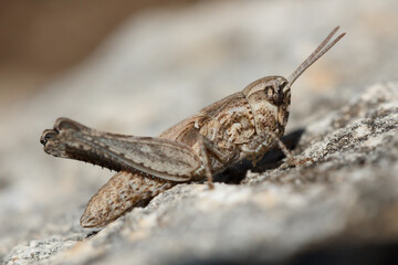 Pequeño saltamontes (o langosta) tomando el sol sobre roca del Alt de les Pedreres, Alcoi, España