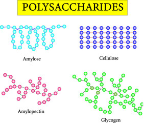 Polysaccharide types.Scientific conception. Amylose ,Cellulose , Amylopectin and Glycogen. Vector illustration.
