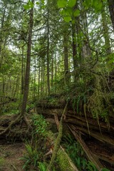 Rainforest Trail in the Pacific Rim National Park, Vancouver Island