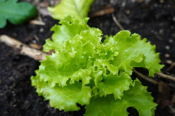 growing lettuce in the backyard garden. Lettuce varieties in the ground. lettuce growing