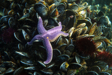 Purple starfish on mussels, in the Sea of Marmara