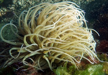 Fototapeta na wymiar Snakelocks anemone in the Sea of Marmara