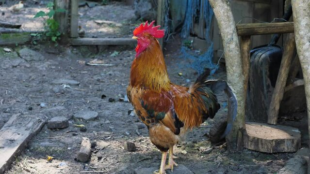 A close-up of a cuckooing rooster. The rooster is taking in air, crowing with its beak wide open. Slow motion. Cock crowing in the morning instead of an alarm clock