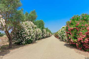 Road lined with oleander flowers