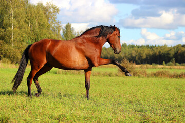 horse in the field, Spanish bay horse shows Spanish walk in the field in freedom, liberty and classic riding school