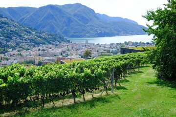 Fototapeta na wymiar Vigneti sulle colline di Porza nella regione di Lugano, Canton Ticino, Svizzera.