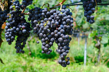 Grappoli e acini di uva Merlot in un vigneto, maturi e pronti per essere vendemmiati.