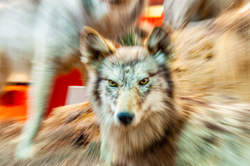 Lupo della Sila Impagliato con effetto zoom