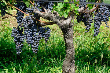Un vigneto di uve Merlot alla fine del mese di agosto a Porza, Canton Ticino, Svizzera.
