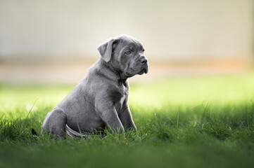 cute cane corso puppy sitting on grass in summer