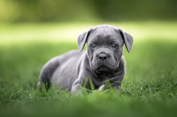 adorable cane corso puppy lying on grass in summer