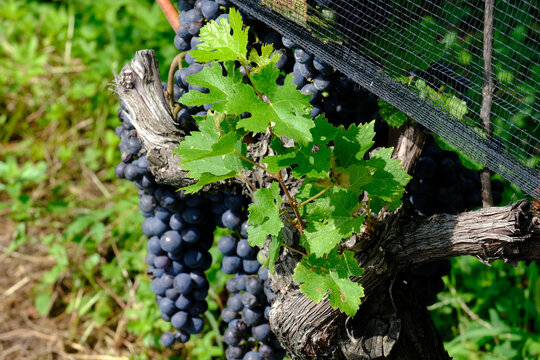 Un vigneto di uve Merlot alla fine del mese di agosto a Porza, Canton Ticino, Svizzera.