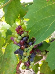kleiner Weintrauben- Snack
