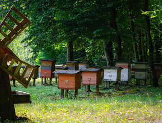 The forest ecological apiary. 