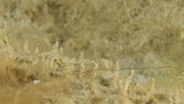 Worms of family Spionidae, possibly species Dipolydora quadrilobata. Tubes are visible from which tentacles stick out for catching prey. White Sea