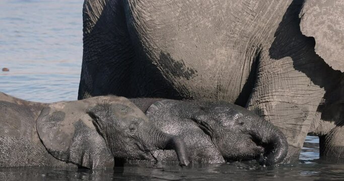 Close-up. Two cute young elephant calves standing in deep water next to their mother in a waterhole 